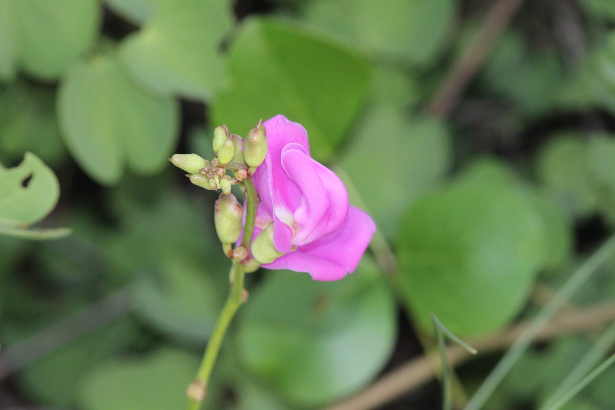 Canavalia rosea (Sw.) DC.